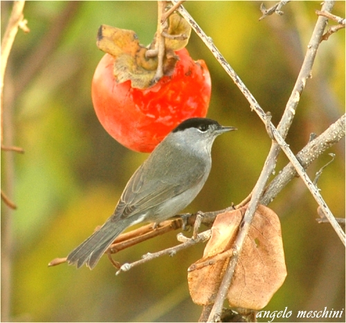 Capinera, Sylvia atricapilla. dieta nella stagione di mezzo.